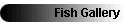 Fish Gallery