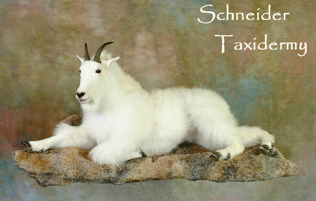 MODIFIED gOAT