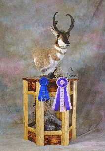 antelope3