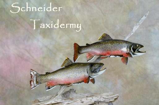 brook trout102