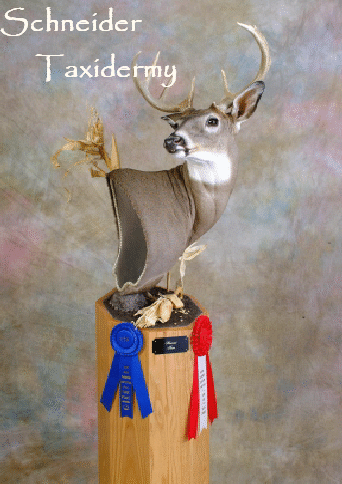 master whitetail02