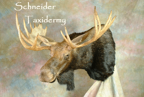 moose banner