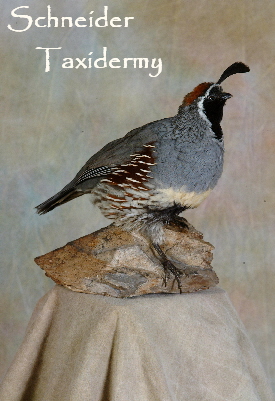 quail