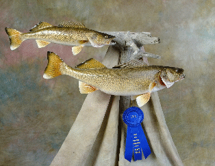 walleye02