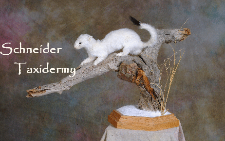 weasel2