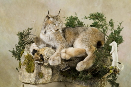 Lynx Ermin Custom habitat